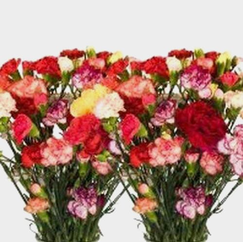 Mini Carnations - Assorted Colors
