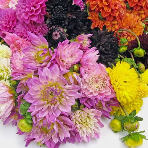 Assorted Dahlias 5 Bunch Box (Approx. 50 Stems)
