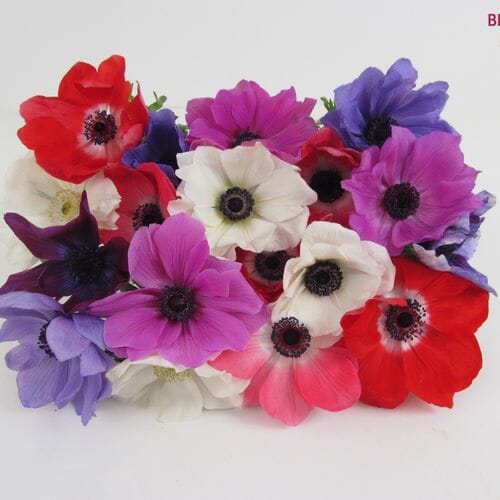 Assorted Anemones 5 Bunch X 10 Stem Box (50 Stems)