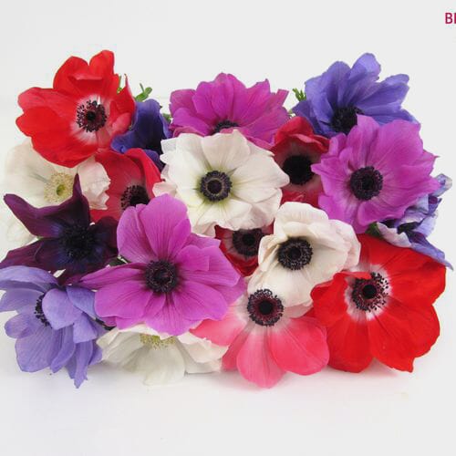 Assorted Anemones 15 Bunch X 10 Stem Box (150 Stems)